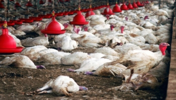 La grippe aviaire est de retour en Chine